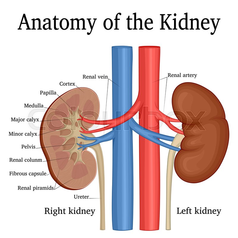 Follow These Steps For Healthy Kidneys Ayushman Hospital And Health